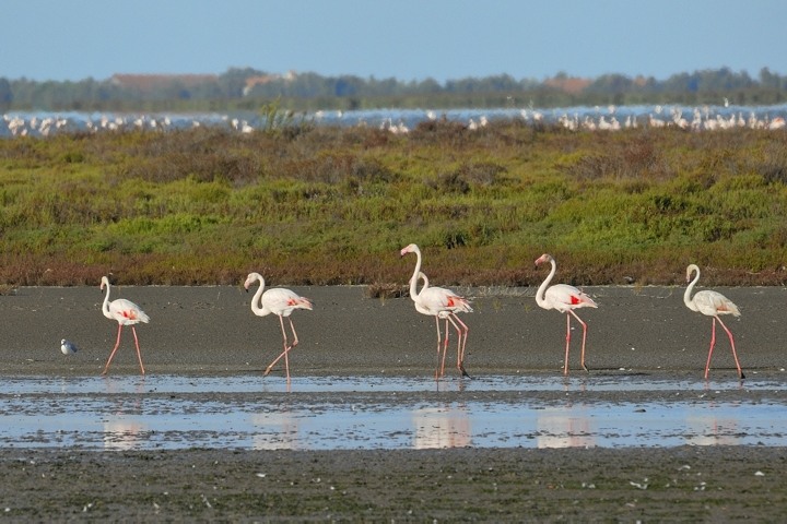 Flamingoparade