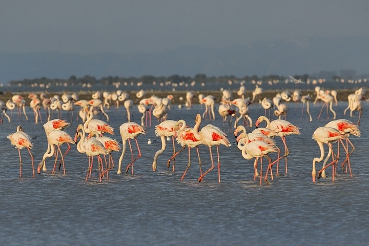 Flamingos im Étang de l'Impérial