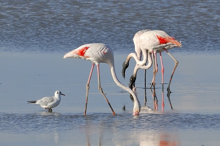 Flamingos bei der Nahrungssuche
