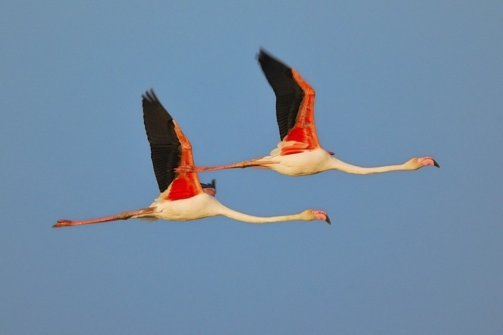 Flamingos im Parallelflug