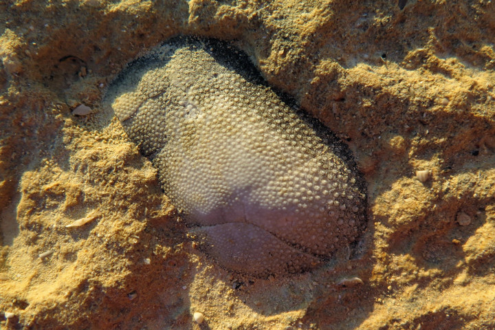 Fossilien in den Felsen bei Xlendi