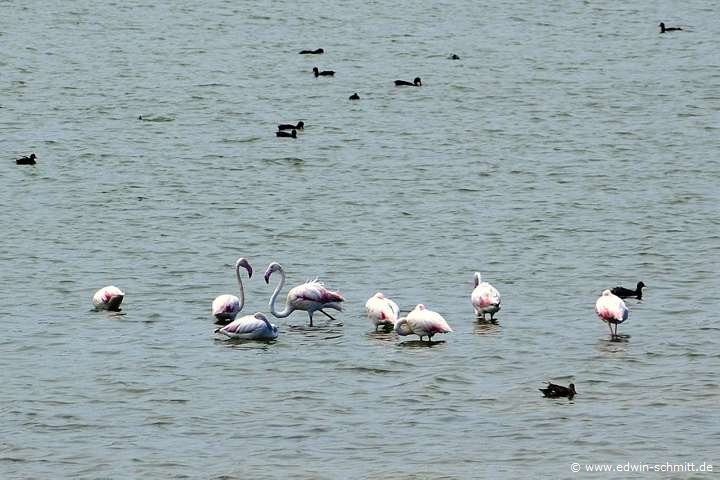 Flamingos im Souss Massa Nationalpark