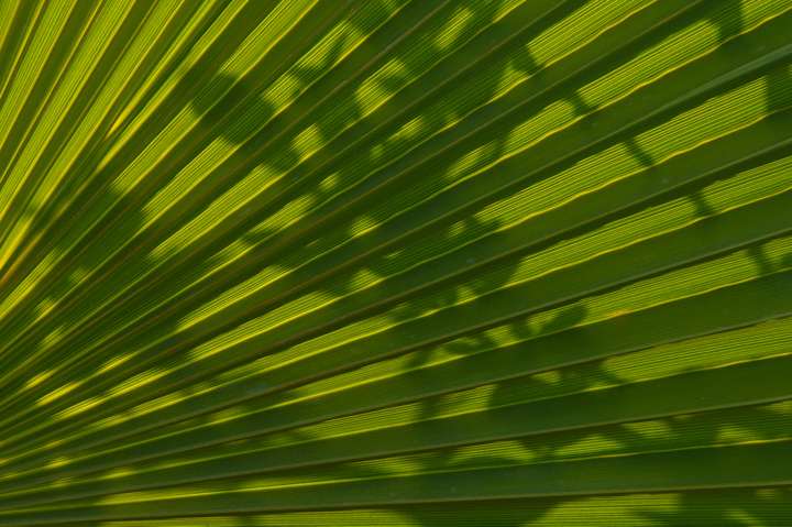Schatten auf Palmblatt
