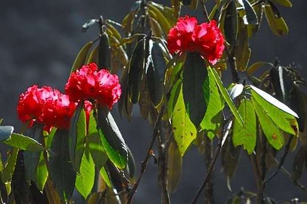 Rhododendren im Langtang Nationalpark