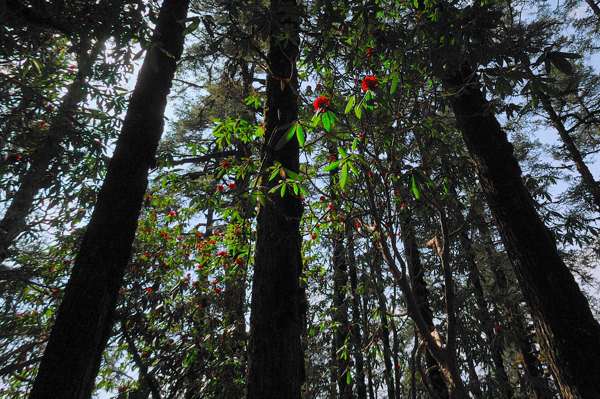 Rhododendrenwald bei Shing Gompa