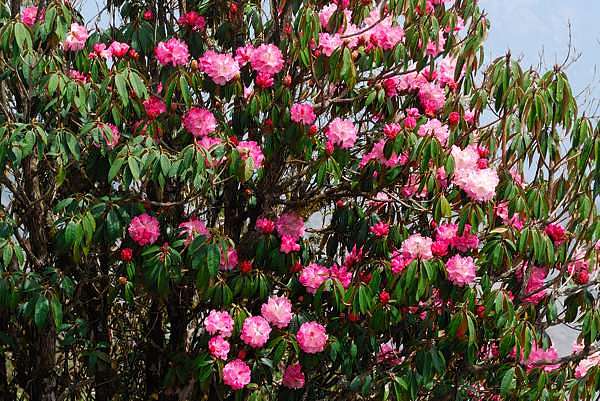 Rhododendrenblüte
