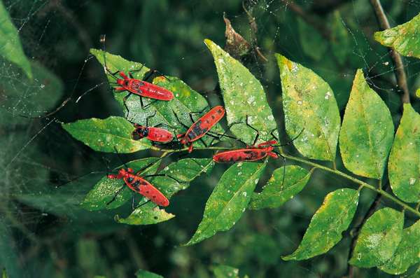 Red Cotton Bug (Schildwanze)