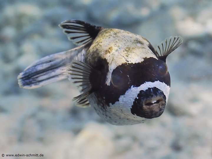 Masken-Kugelfisch
