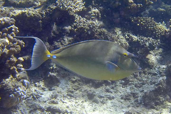 Blauklingen-Nasendoktorfisch