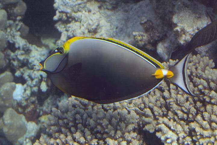 Indischer Gelbklingen-Nasendoktorfisch