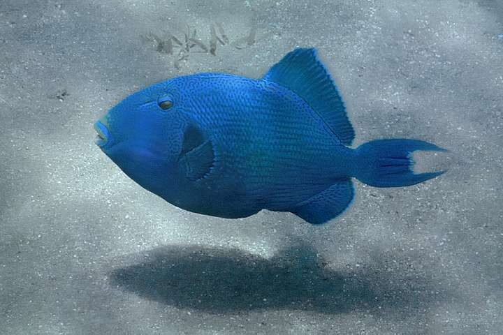 Blaustreifen-Drckerfisch
