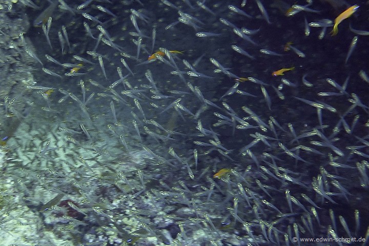 Glasfische